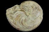 Rare, Carboniferous Goniatite (Imitoceras) Fossil - Indiana #113202-1